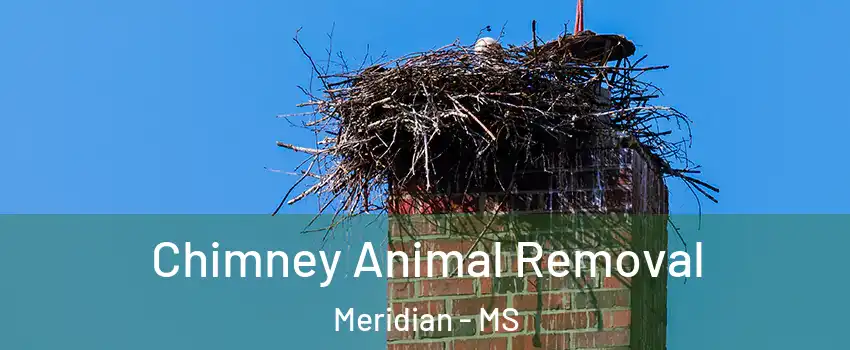  Chimney Animal Removal Meridian - MS