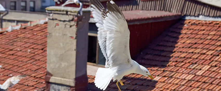 Residential Chimney Animal Removal Solution in Meridian, MS